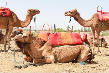 Atlas mountains day tour to Agafay with camel ride 