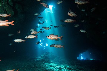 Two Tank Lanai Certified Diving Adventure from Lahaina