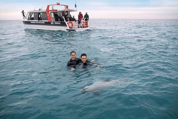 Swimming with Wild Dolphins in Akaroa