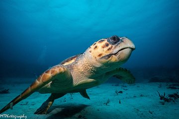 Cozumel Express 2-Tank Dives from Playa del Carmen/ Only for Certified Divers