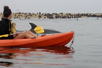 Kayaking and Sandwich Habour Guided Day Tour from Walvis Bay