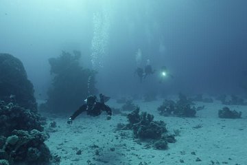 Red Sea Snorkeling