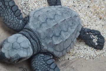 Baby Turtle Release