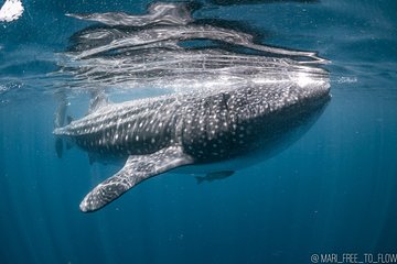 Whale Shark Swimming Adventure from Cancun & Riviera Maya - Seasonal June/Sept