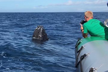 Whale Watching Experience