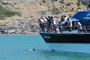 Akaroa Harbour Nature Cruise