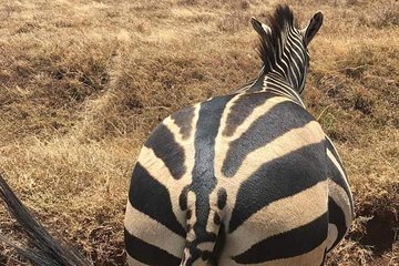 Ngorongoro Crater Day trip 