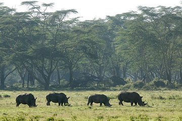 2 Days 1 Night Lake Nakuru National Park Tour