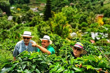 Coffee Private Full-Day Tour in the Beautiful Jardin Town