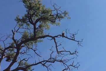 Chobe Full day Trip