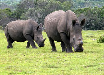 Kragga Kamma Game Park from Port Elizabeth 