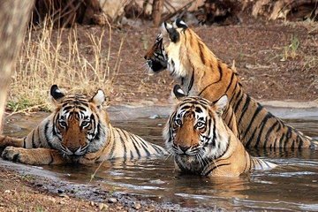 Kathmandu Pokhara & Chitwan Tour with Rafting -8 Days