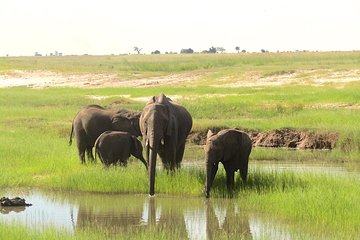 Chobe Day Trip: Boat Safari & Game Drive Incl Lunch