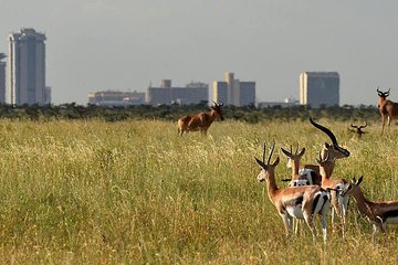 Half Day - Nairobi National Park Safari