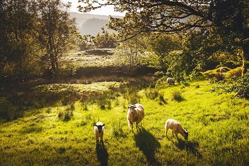 Windermere & Lake District Tour from Manchester Including Cruise