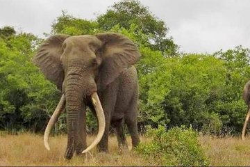 Full day Private Addo elephant safari min 2 pax max 6 pax 