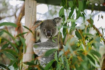 Kangaroo Encounter & Aboriginal Rock Arts Half-Day Trip from Sydney