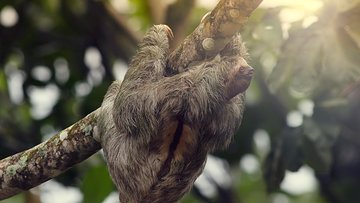 Sloth Sanctuary + Rafting class II & III Combo