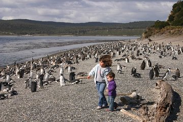 Beagle Channel to Martillo Island and Walk among Penguins