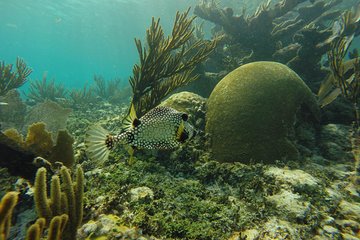 Reef and Cenotes Snorkeling Experience