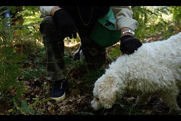 Mushroom And Truffle Hunting