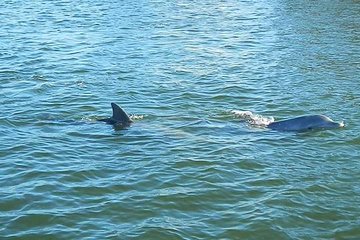 Guided Two Hour Boat Tour of the Indian River Lagoon