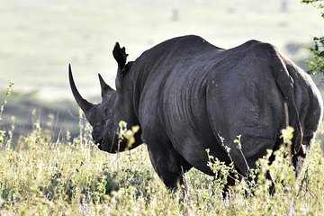 Nairobi National Park Half-Day Tour; Free Wi-Fi connection