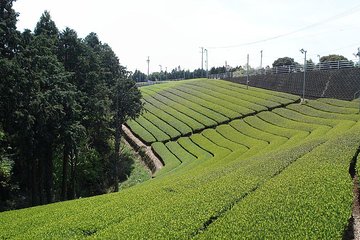 Full-day Cameron Highlands & Batu Caves Tour from Kuala Lumpur
