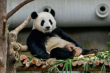 Dujiangyan/Wolong Panda Sanctuary day tour option panda keeper