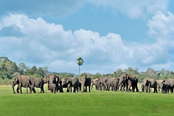 Minneriya National Park Safari from Polonnaruwa