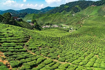 Cameron Highlands One Day Trip from Kuala Lumpur Privately Organised 