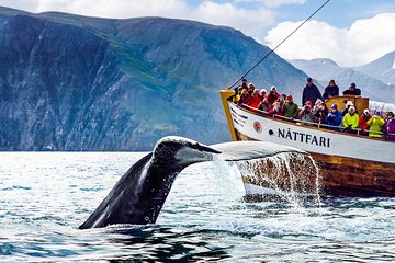 Traditional Oak Ship Whale Watching Tour From Husavik