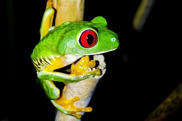 Jungle Night Tour Manuel Antonio