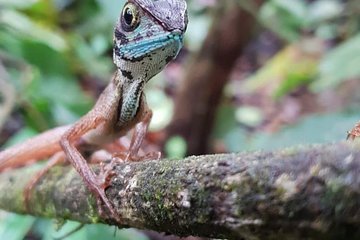 Sinharaja RainForest Private Full Day Tour