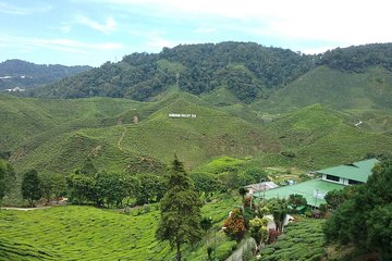  Cameron Highlands Sightseing Tour