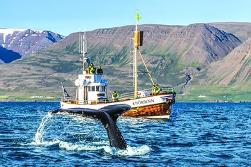 Whale Watching on board a Traditional Oak Boat from Árskógssandur