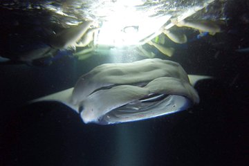 Keauhou Manta Ray Night Snorkel in Kailua-Kona, HI