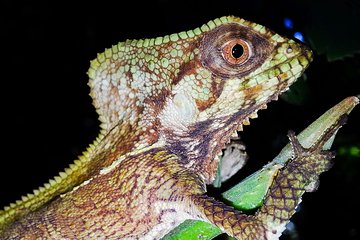 Jungle Night Tour Manuel Antonio