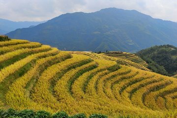 Longji Rice Terraces Day Tour from Guilin hotel