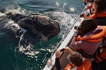 Peninsula Valdes Tour with Optional Whale Watching