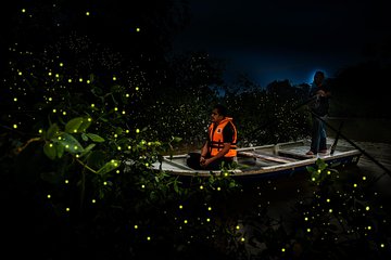 Kuala Selangor Fireflies Tour 