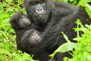 2 Days Gorilla Trekking with Culture Experience and Twin Lakes Visit