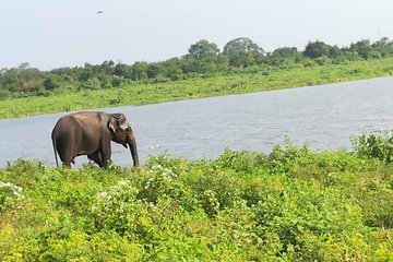 Uda Walawa Safari 1-Day-Tour from Mirissa, Weligama, Ahangama