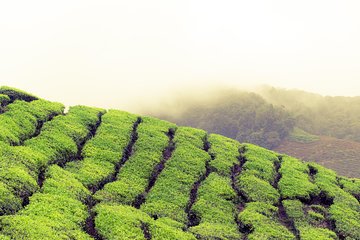 Chauffeur: Malacca to Cameron Highlands Transfer [Car]