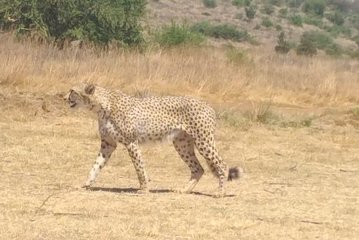 Ann van Dyk Cheetah Centre