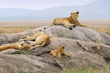 9 Days Kenya Family Safari Holiday Packages