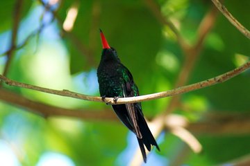 Bird Feeding Sanctuary, Montego Bay Highlights and Columbus Park Day Adventure