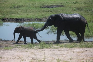 Chobe half day trip 