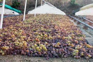 Muscat Raisin Route - Small group with lunch included