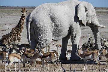 Etosha National Park Safari - 4 Days